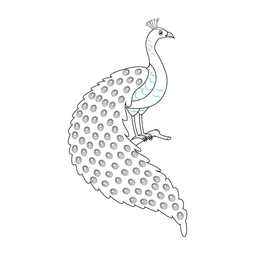 How to Draw A Peacock Step by Step Step  8