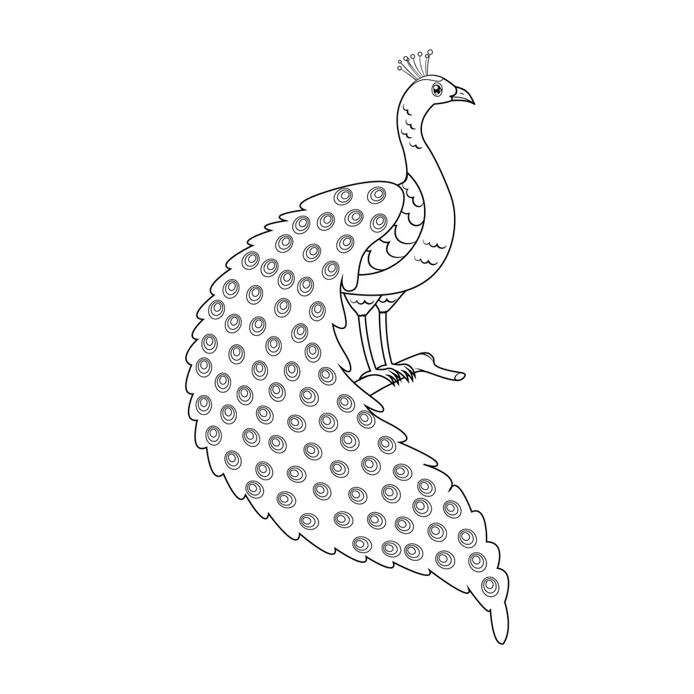 How to Draw A Peacock Step by Step Step  9
