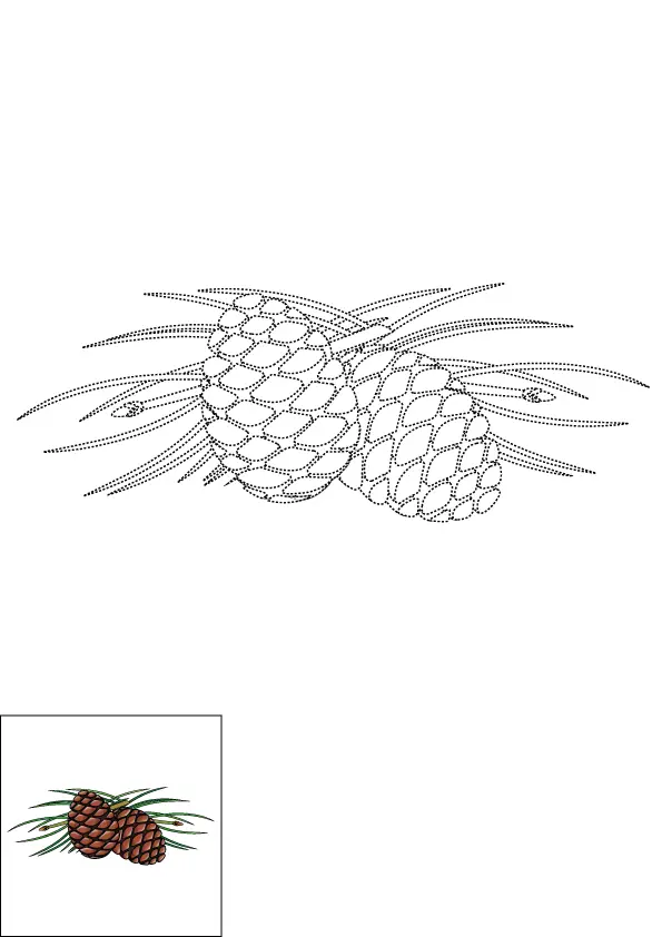 How to Draw A Pine Cone Step by Step Printable Dotted