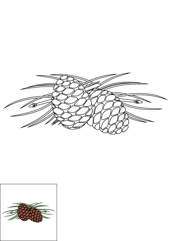 How to Draw A Pine Cone Step by Step Printable Color