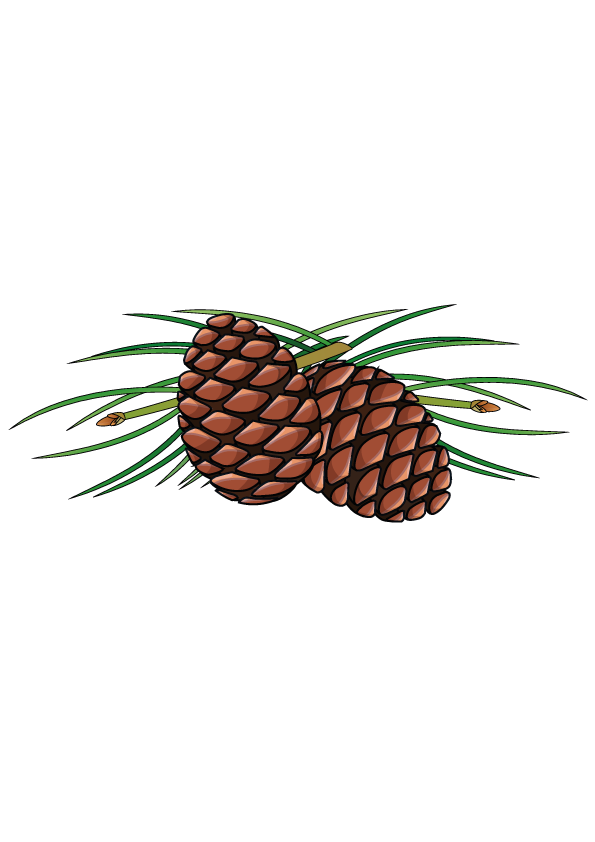 How to Draw A Pine Cone Step by Step Printable