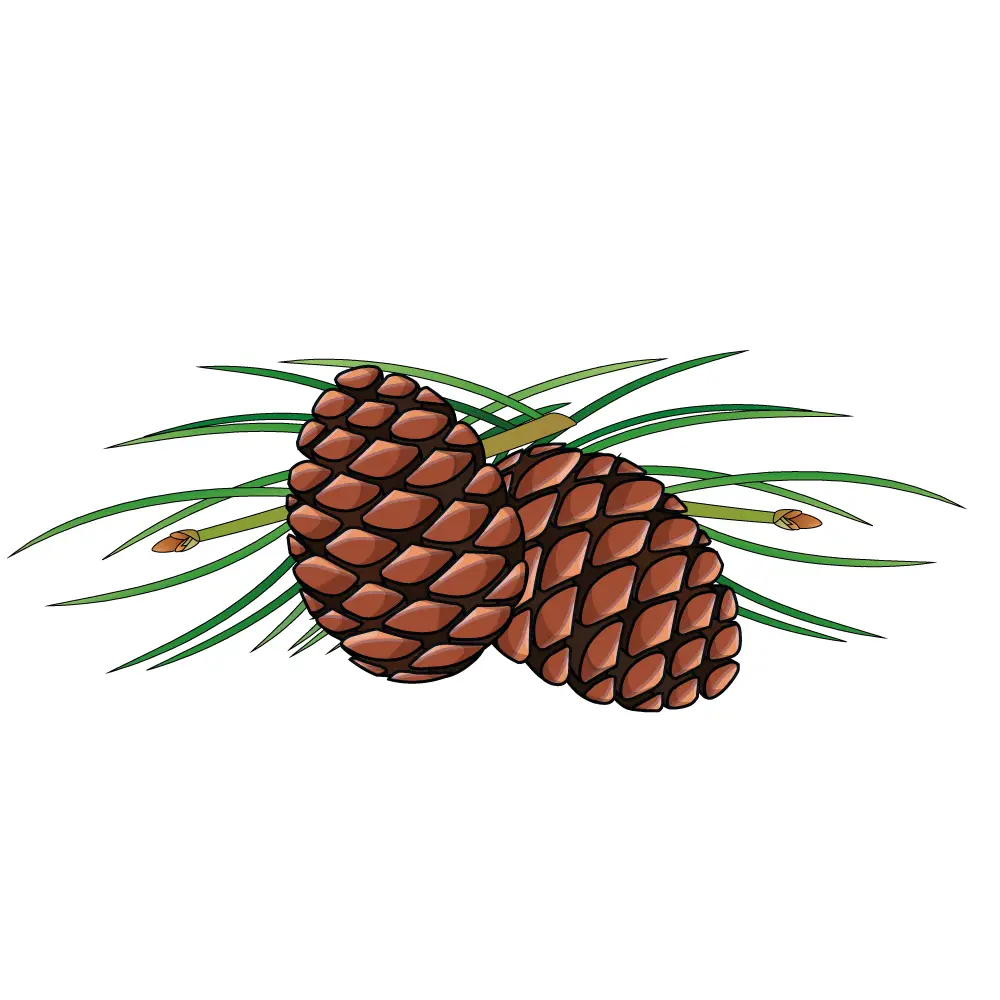 How to Draw A Pine Cone Step by Step Step  12