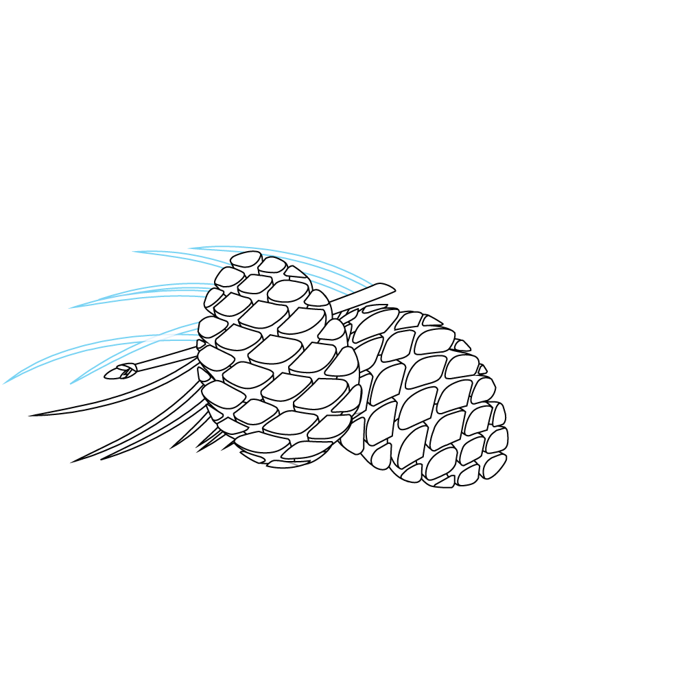How to Draw A Pine Cone Step by Step Step  8