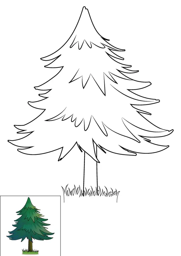 How to Draw A Pine Tree Step by Step Printable Color