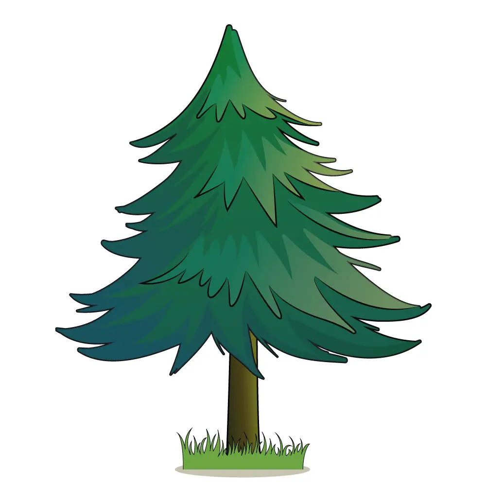 How to Draw A Pine Tree Step by Step Step  12