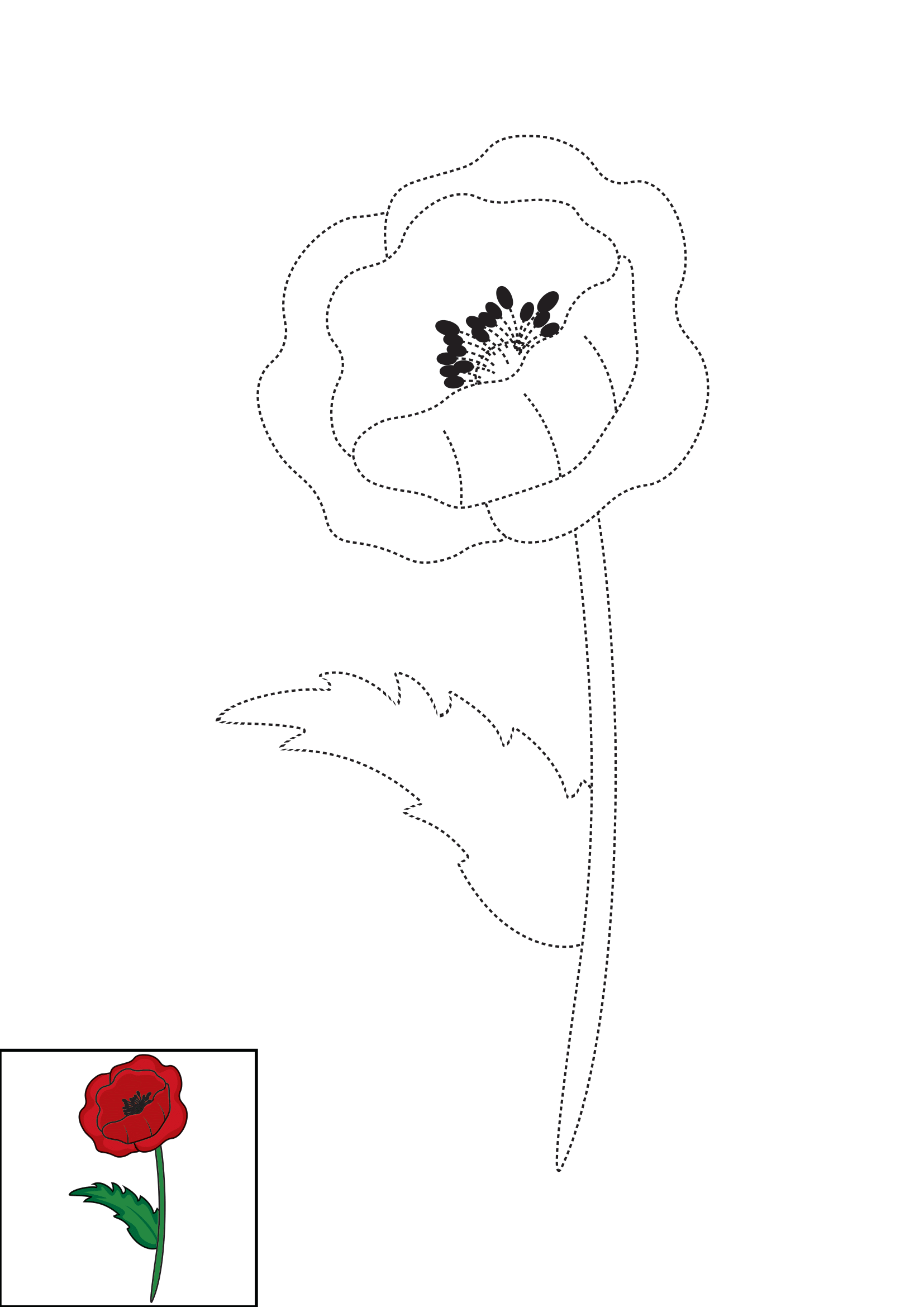 How to Draw A Poppy Step by Step Printable Dotted