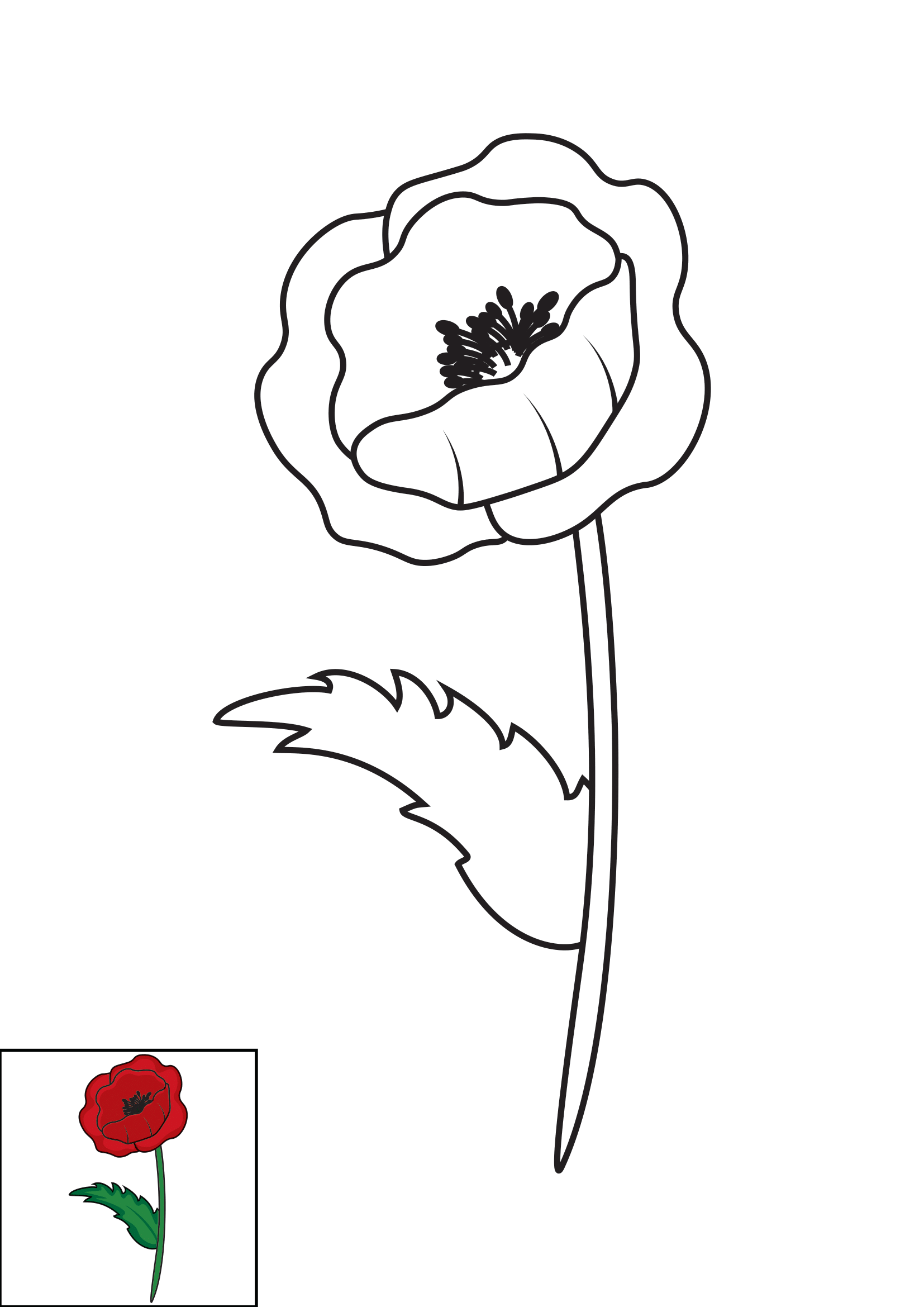 How to Draw A Poppy Step by Step Printable Color