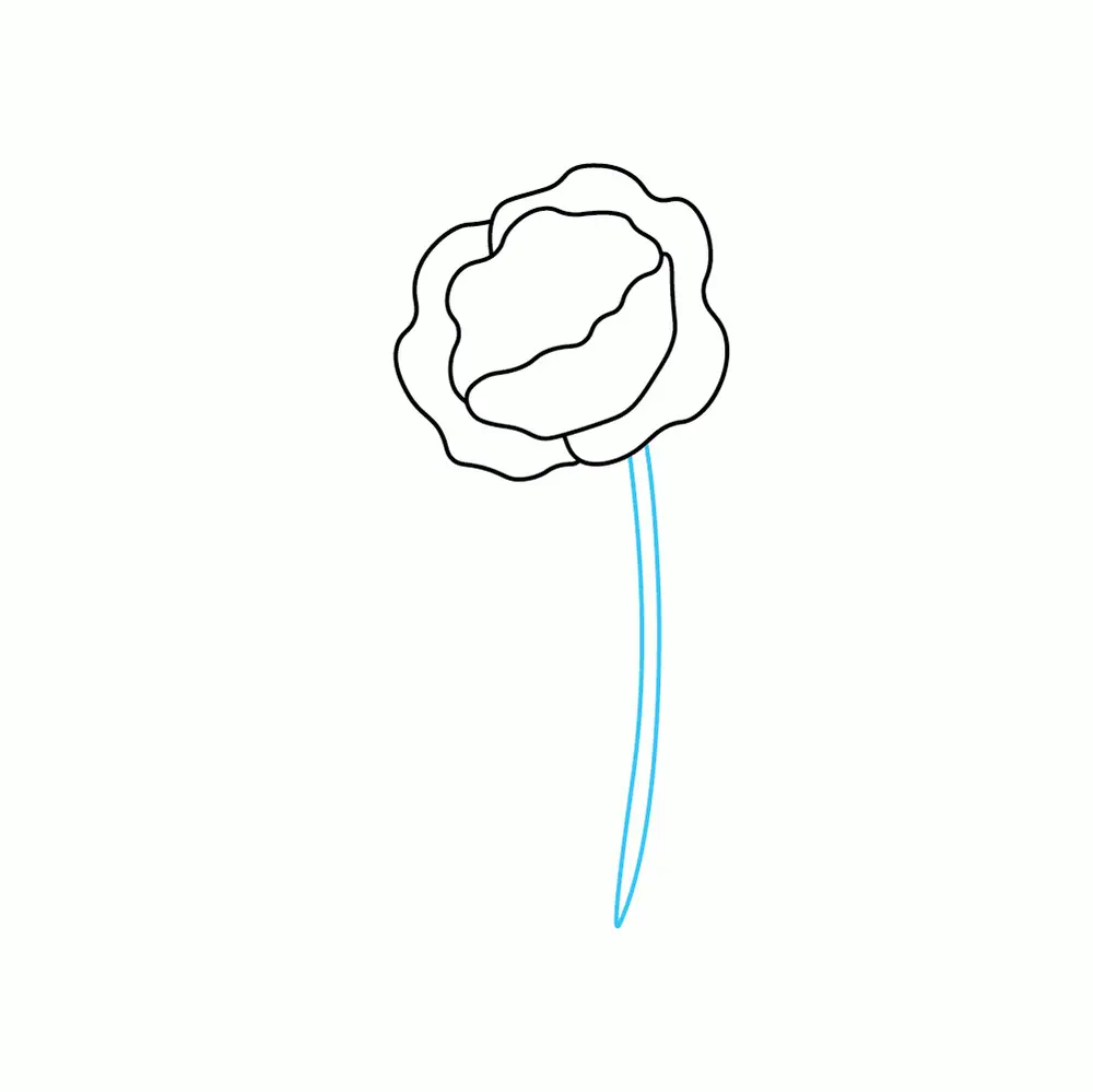 How to Draw A Poppy Step by Step Step  4