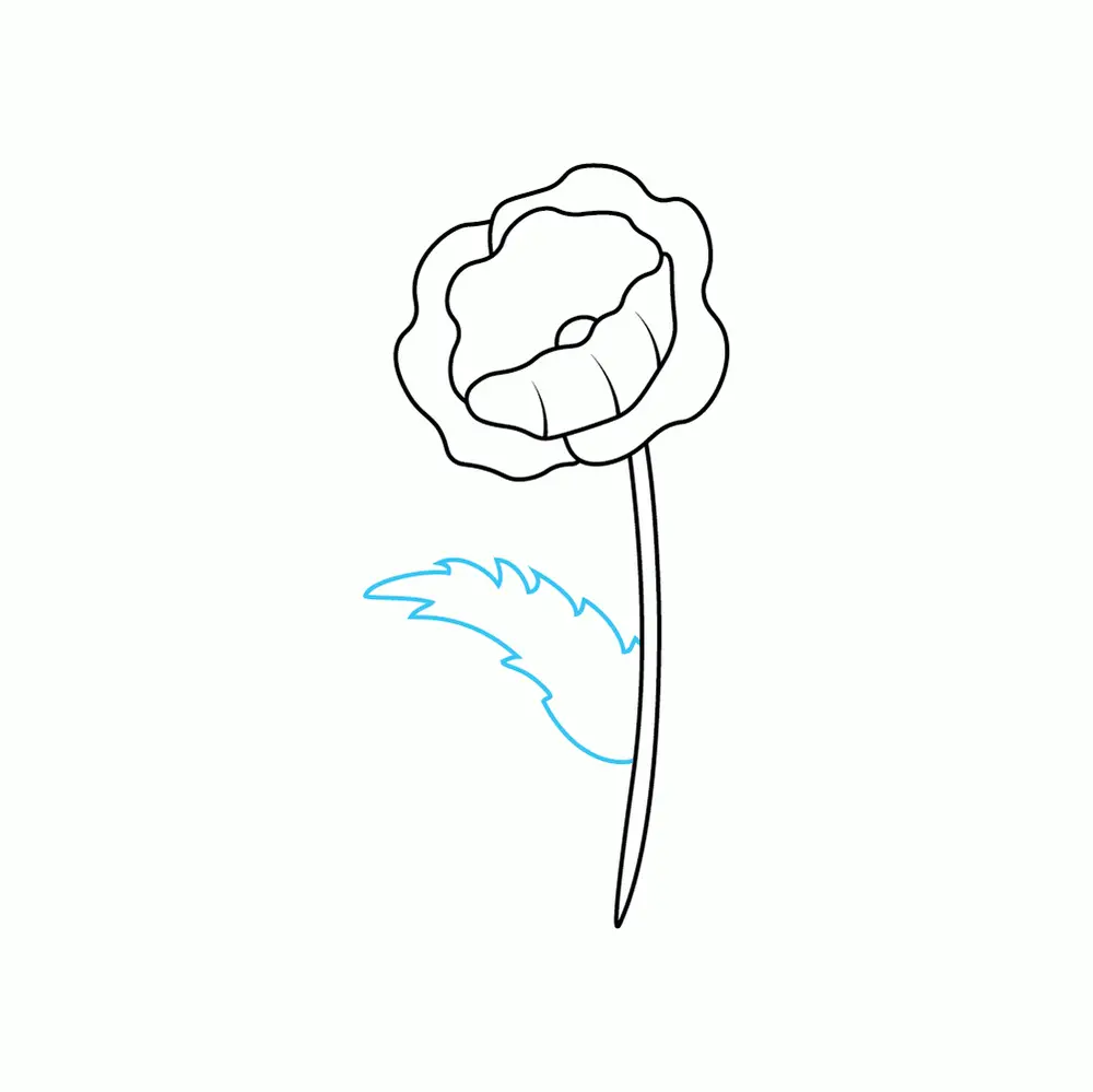 How to Draw A Poppy Step by Step Step  6