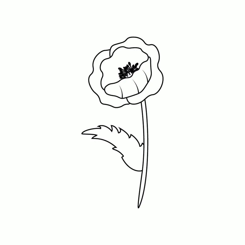 How to Draw A Poppy Step by Step Step  8