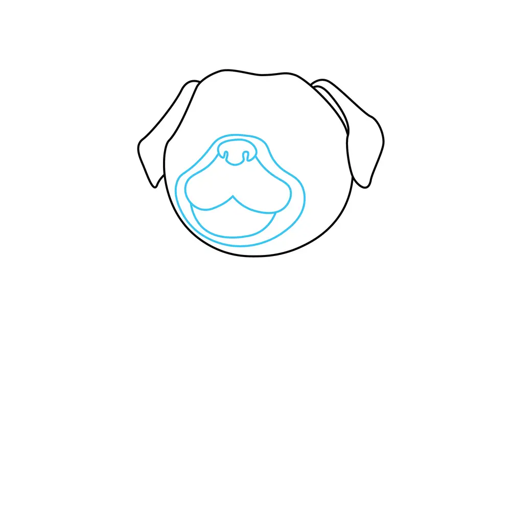 How to Draw A Pug Step by Step Step  3