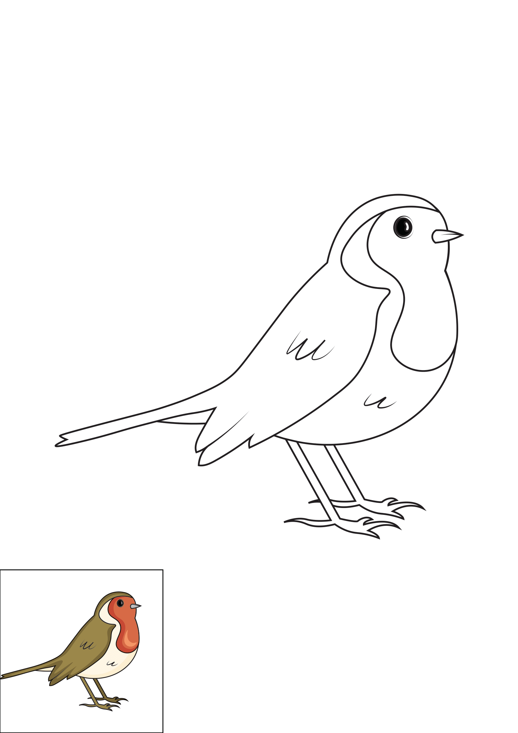 How to Draw A Robin Step by Step Printable Color