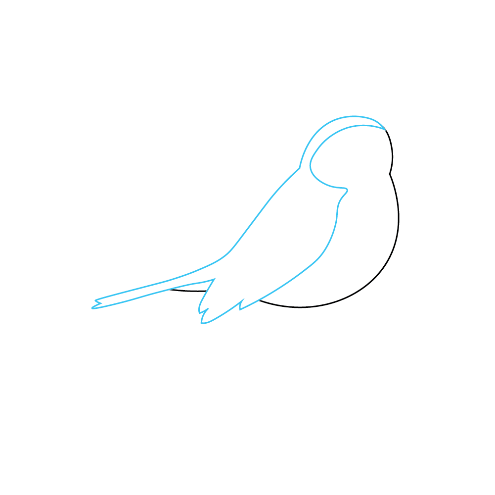 How to Draw A Robin Step by Step Step  2