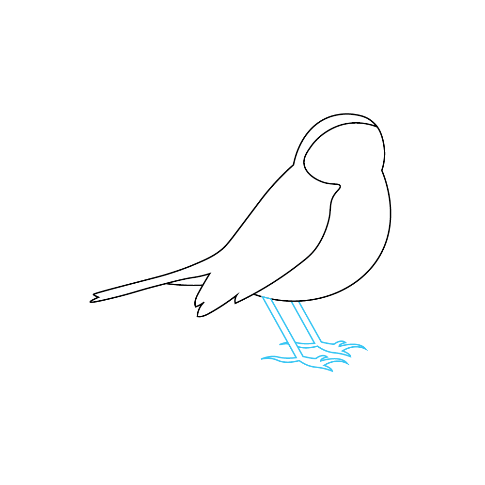 How to Draw A Robin Step by Step Step  3