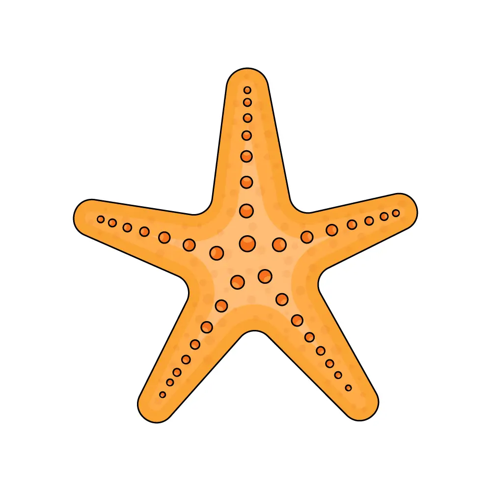 How to Draw A Sea Star Step by Step Step  10