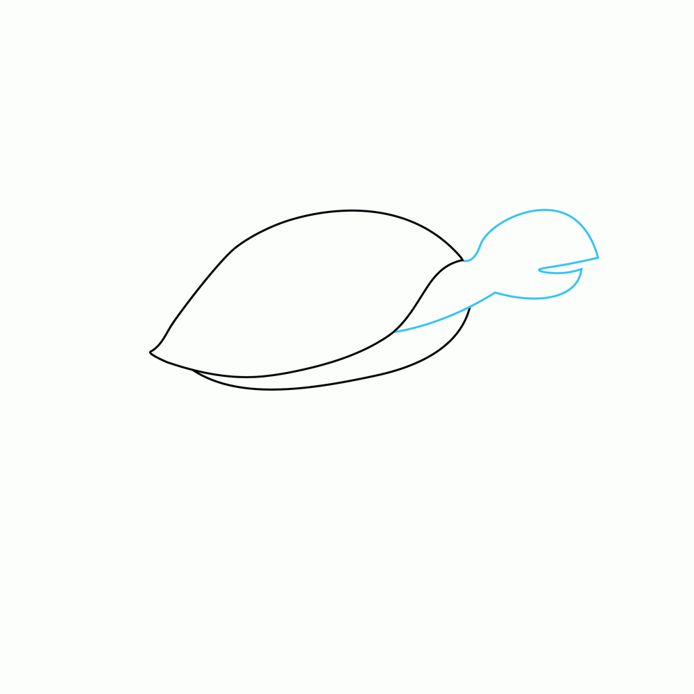 How to Draw A Sea Turtle Step by Step Step  3