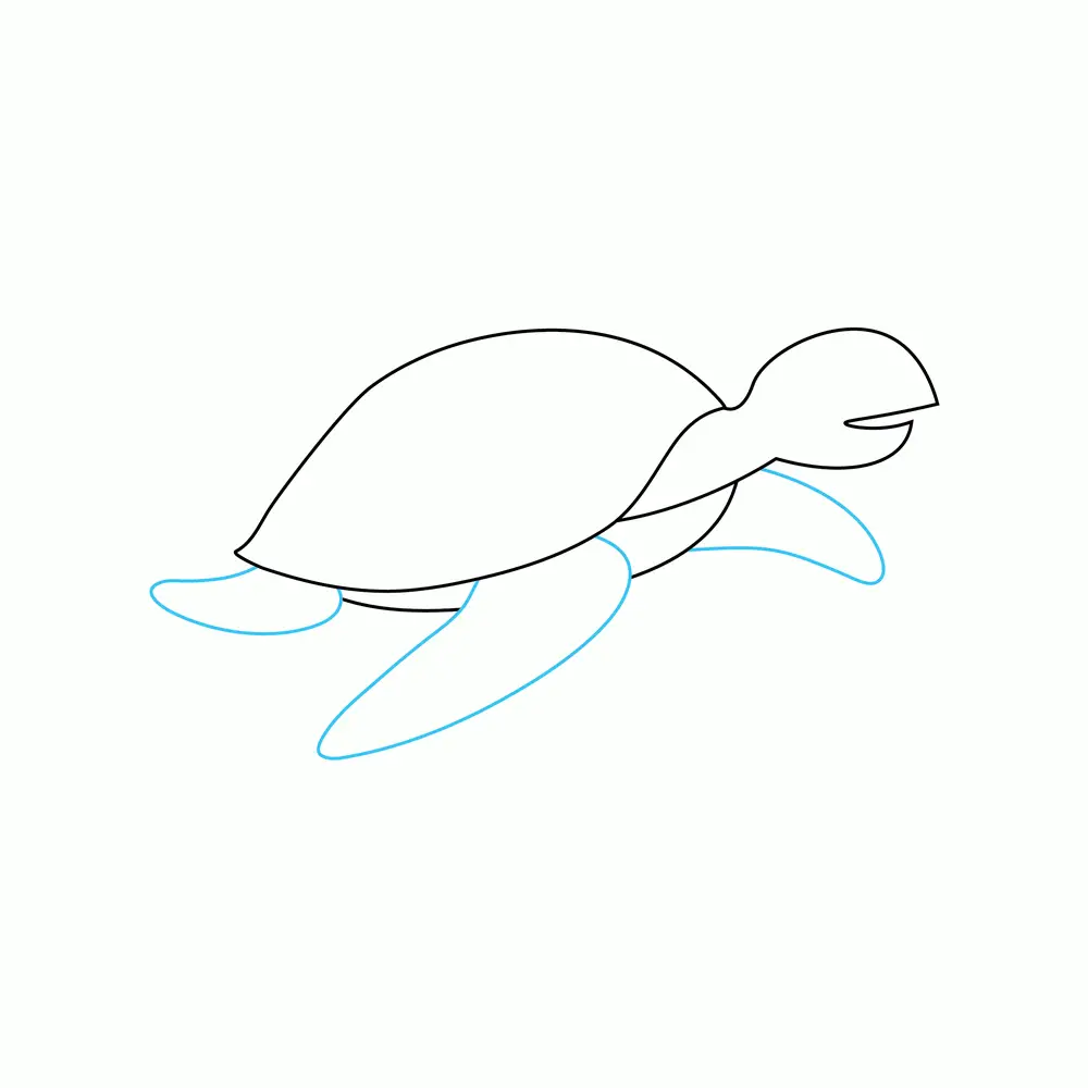 How to Draw A Sea Turtle Step by Step Step  4