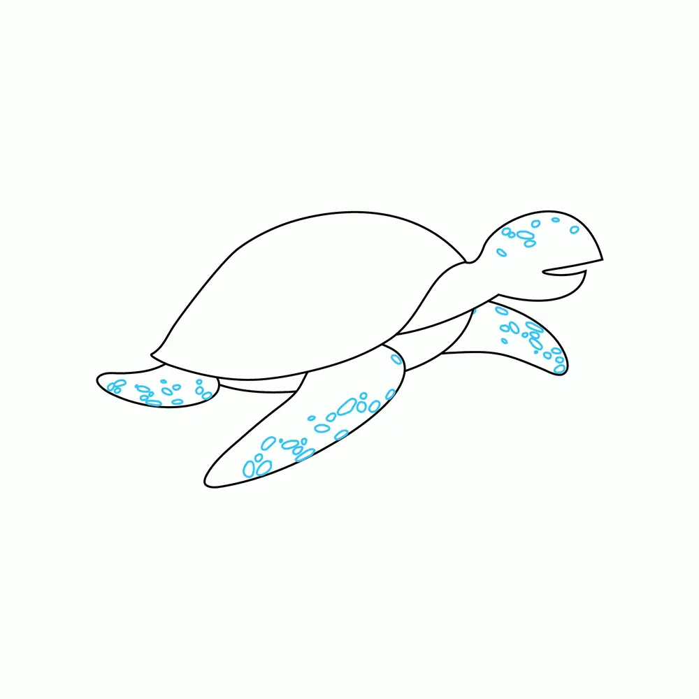 How to Draw A Sea Turtle Step by Step Step  5