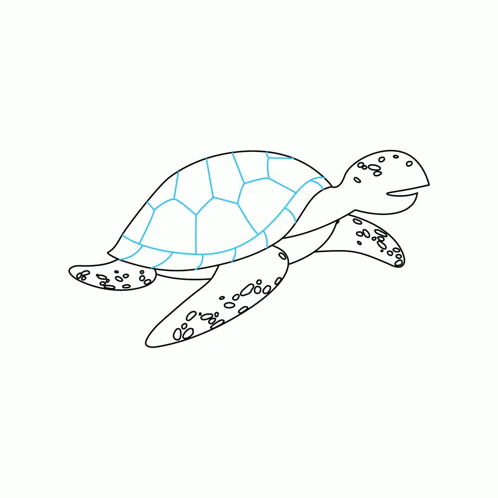 How to Draw A Sea Turtle Step by Step Step  6