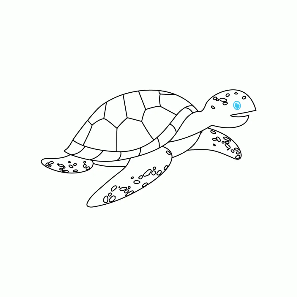 How to Draw A Sea Turtle Step by Step Step  7