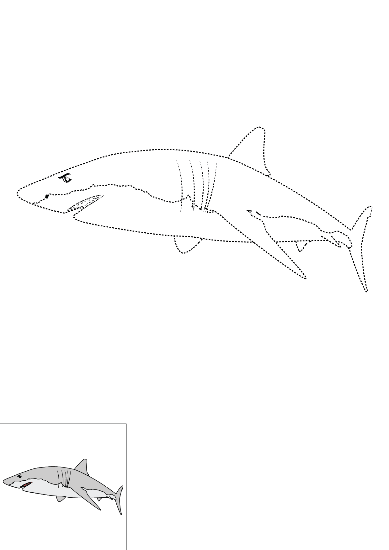 How to Draw A Shark Step by Step Printable Dotted