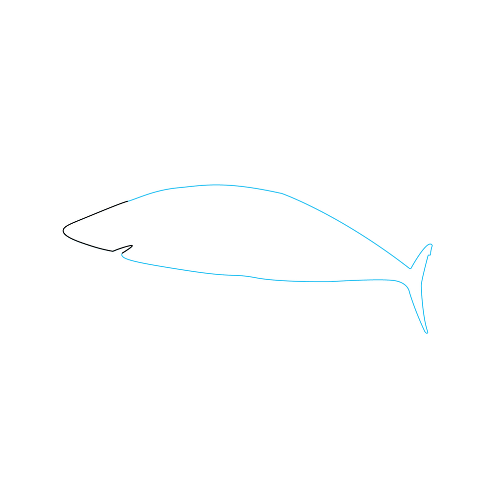How to Draw A Shark Step by Step Step  2
