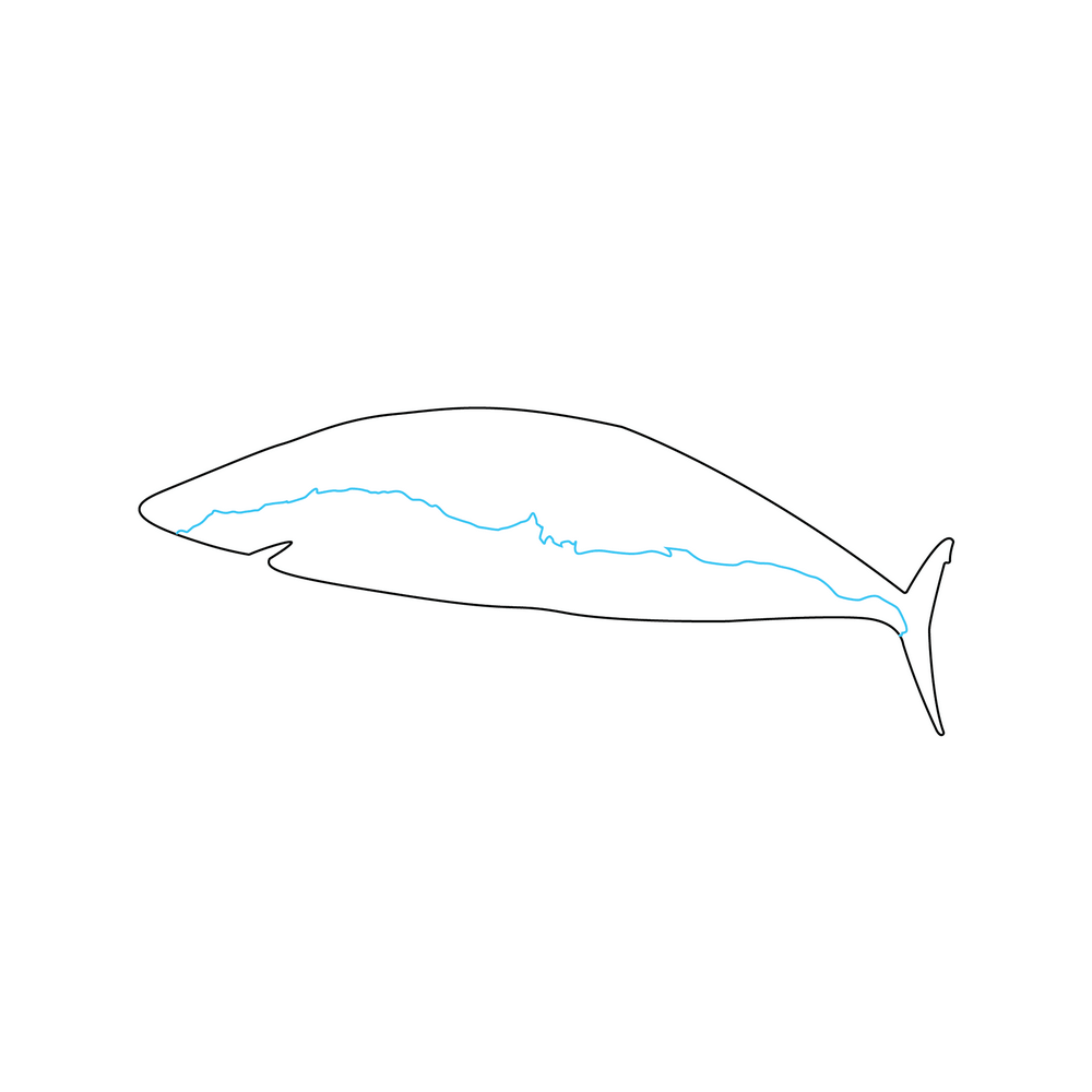 How to Draw A Shark Step by Step Step  3