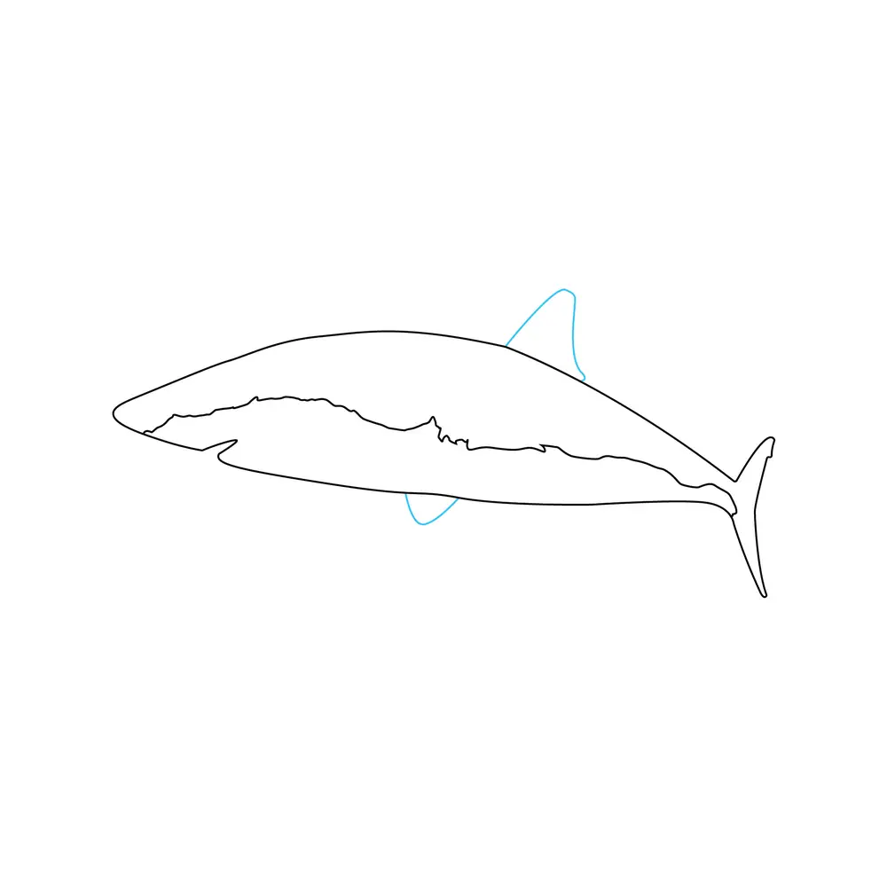 How to Draw A Shark Step by Step Step  4