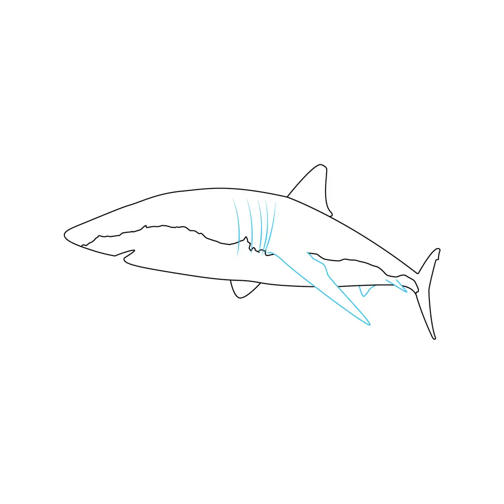 How to Draw A Shark Step by Step Step  5