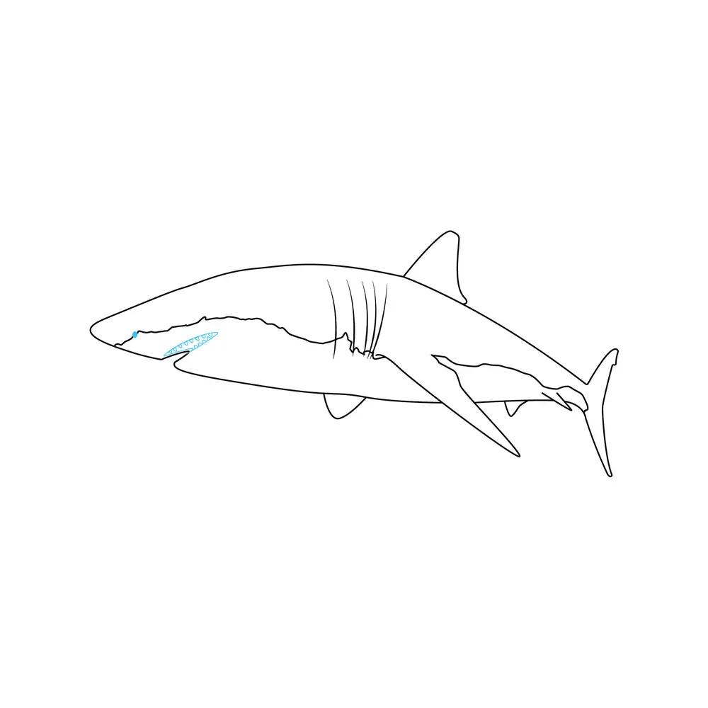 How to Draw A Shark Step by Step Step  6