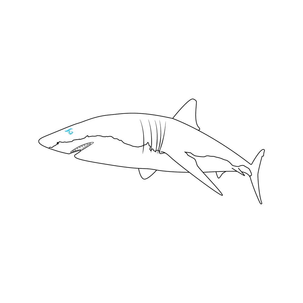 How to Draw A Shark Step by Step Step  7