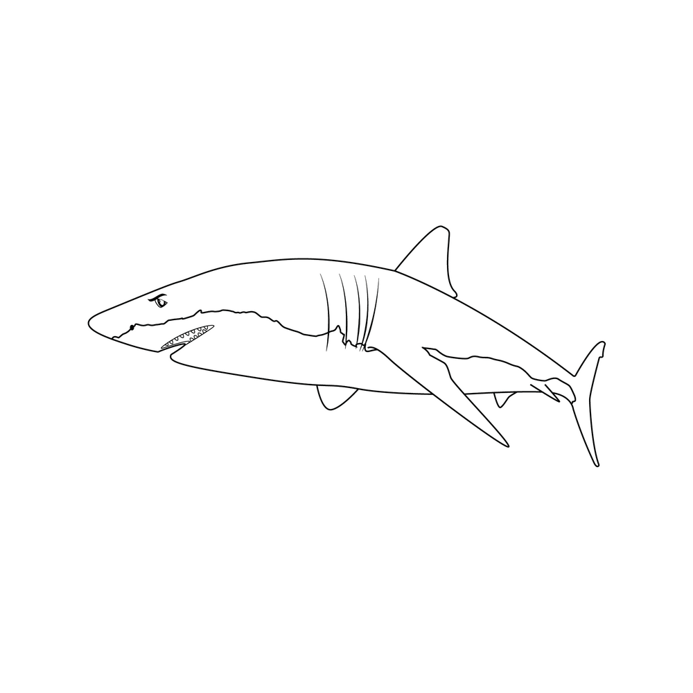 How to Draw A Shark Step by Step Step  8
