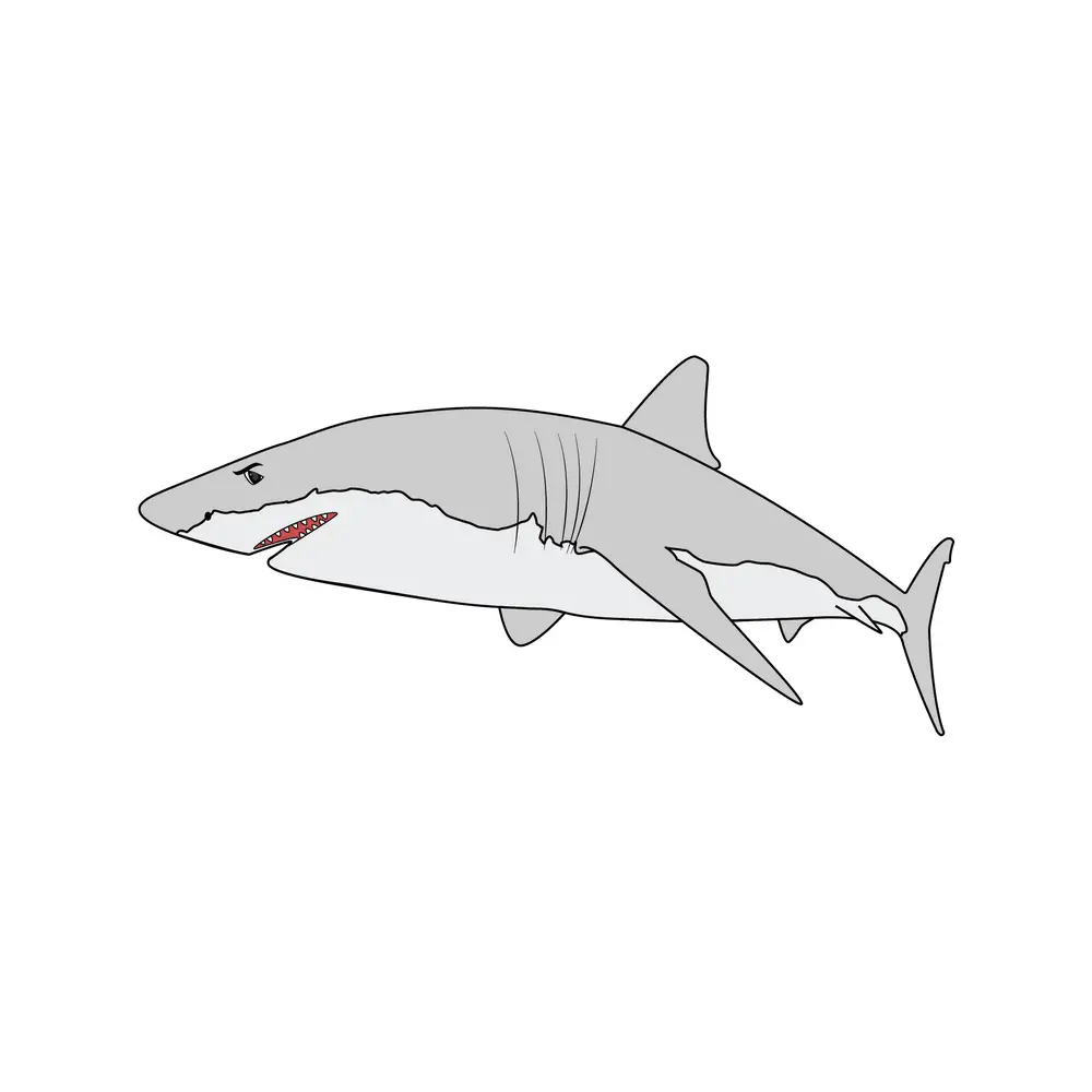 How to Draw A Shark Step by Step Step  9
