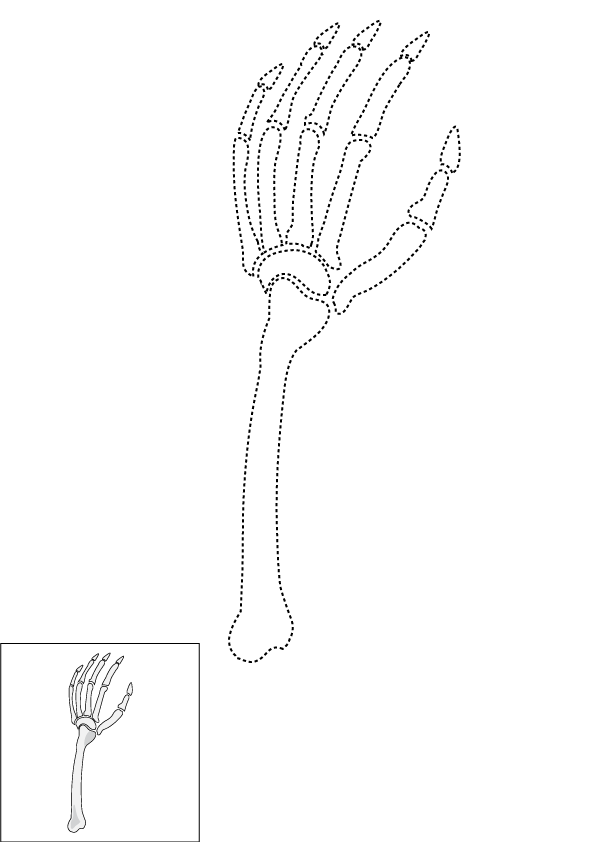 How to Draw A Skeleton Hand Step by Step Printable Dotted