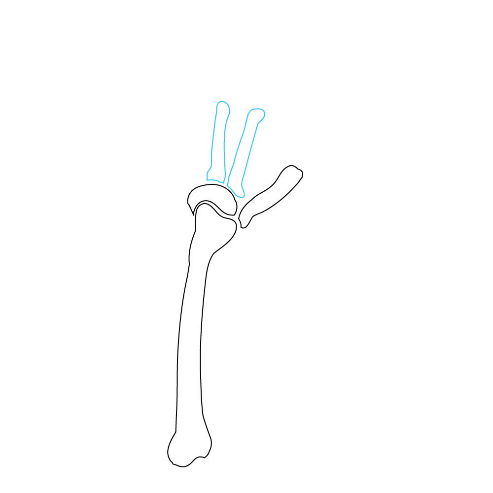 How to Draw A Skeleton Hand Step by Step Step  4