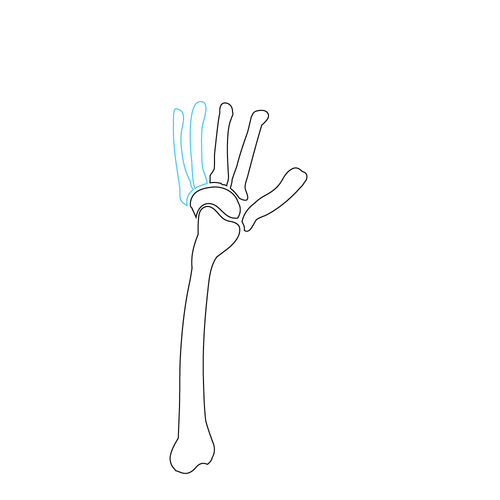 How to Draw A Skeleton Hand Step by Step Step  5