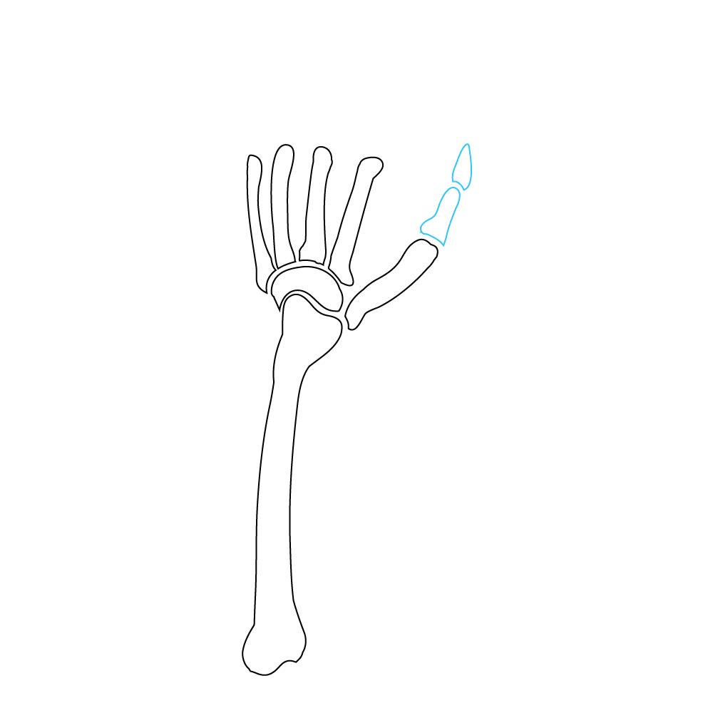 How to Draw A Skeleton Hand Step by Step Step  6