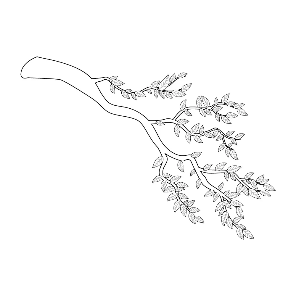 How to Draw A Tree Branch Step by Step Step  9
