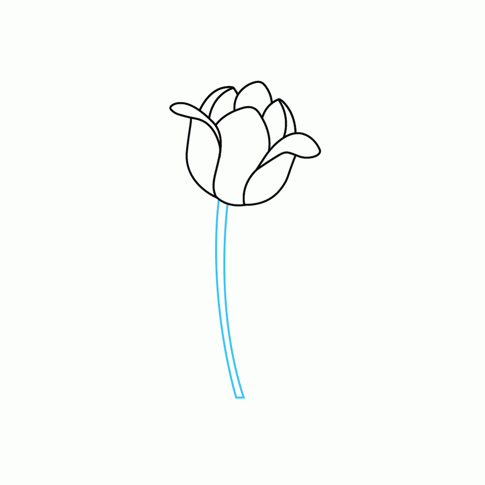 How to Draw A Tulip Step by Step Step  5