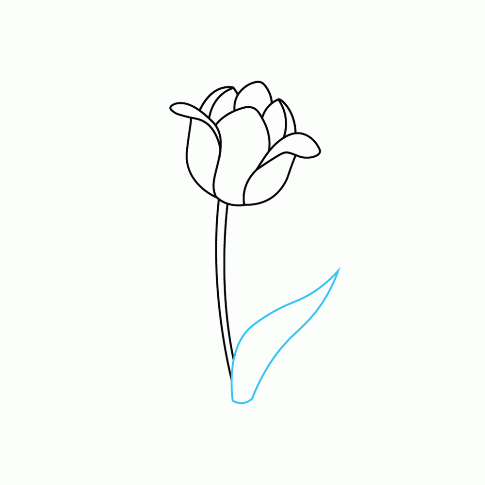 How to Draw A Tulip Step by Step Step  6