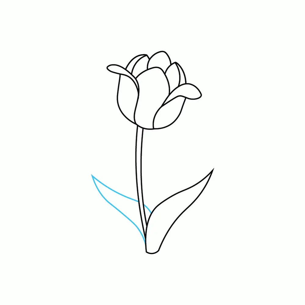 How to Draw A Tulip Step by Step Step  7