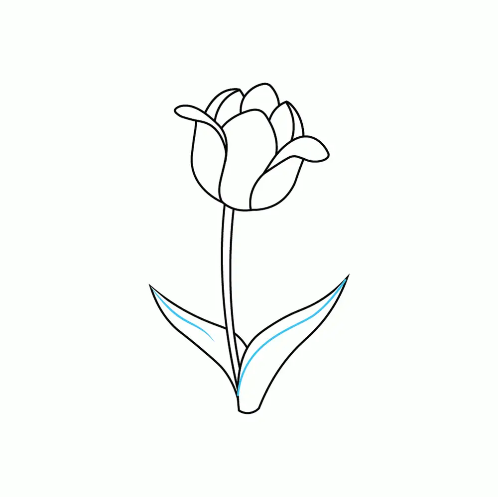 How to Draw A Tulip Step by Step Step  8