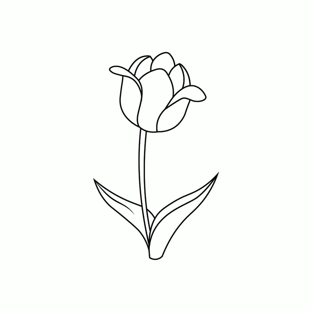 How to Draw A Tulip Step by Step Step  9