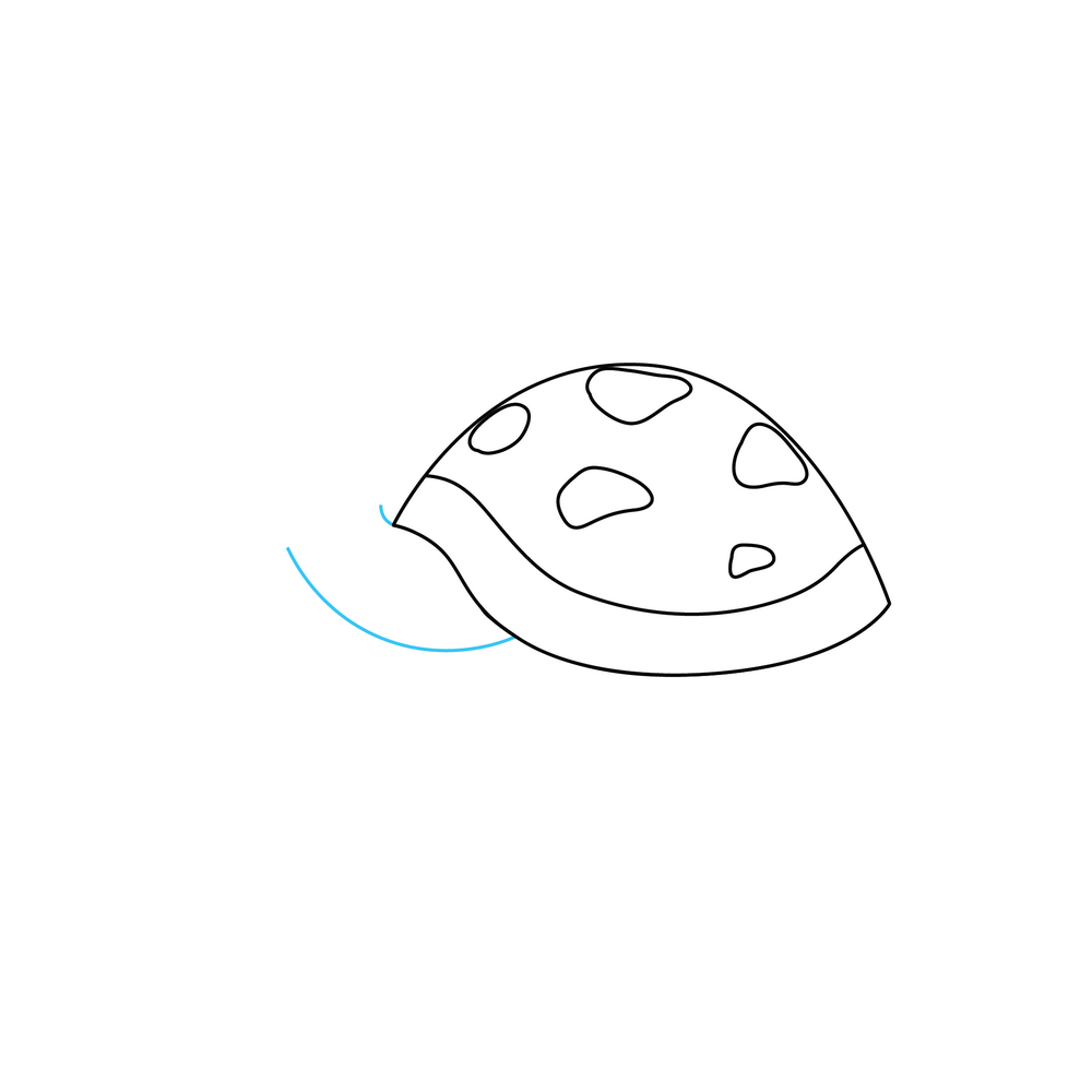 How to Draw A Turtle Step by Step Step  3