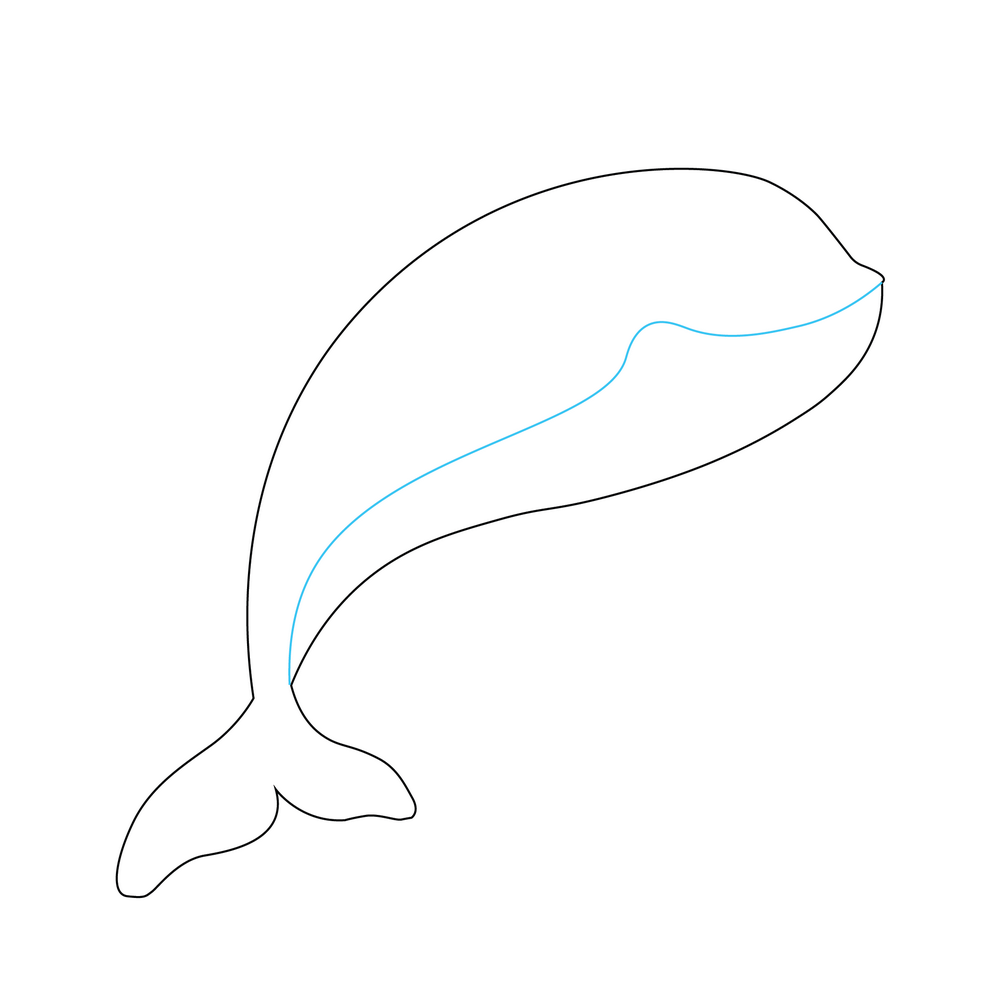 How to Draw A Whale Step by Step Step  3