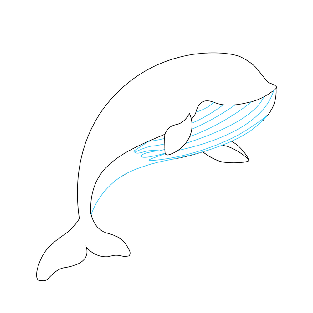 How to Draw A Whale Step by Step Step  5
