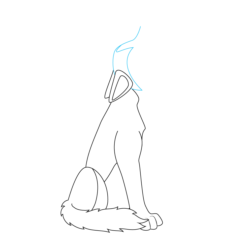 How to Draw A Wolf Howling Step by Step Step  7
