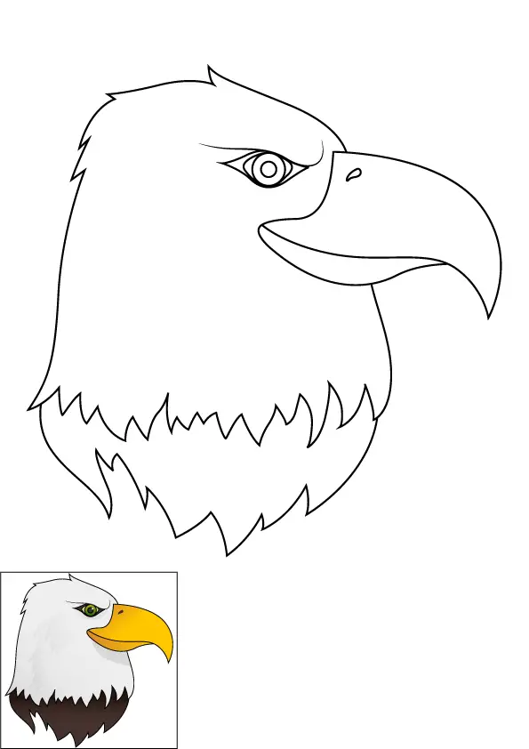 How to Draw An Eagle Head Step by Step Printable Color