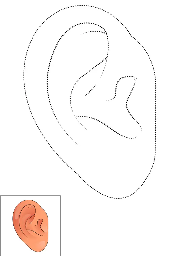 How to Draw An Ear Step by Step Printable Dotted