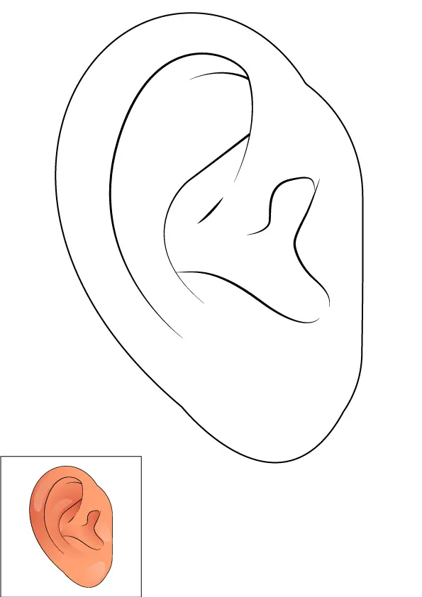 How to Draw An Ear Step by Step Printable Color